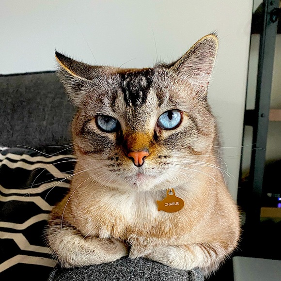 Meet your Posher, Brad + Lisa - Picture 1 of 1